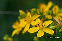 2011 07 13-AlainesFlowers-1202-web