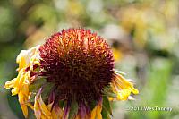 2011 07 13-AlainesFlowers-1293-web