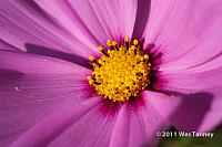 2011 09 25-BackyardFlowers-4551-web