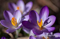 2012 03 11-Crocuses 2322a-web