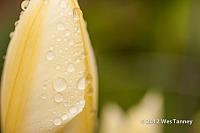 2012 04 15-Backyard 2800a-web