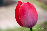 2012 04 28-SpringFlowers 2988a-web