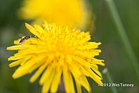 2012 05 04-SpringFlowers 3080a-web