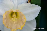 2012 05 17-BackyardFlowers 3390a-web