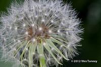 2012 05 20-Alaines 3580a-web