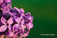 2012 05 20-Alaines 3774a-web