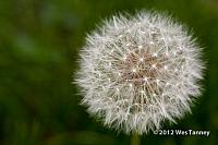 2012 05 27-NewFlowers 4209a-web