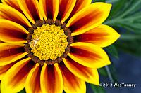 2012 05 27-NewFlowers 4256a-web