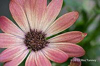 2012 05 27-NewFlowers 4320a-web