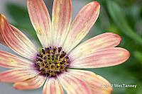 2012 05 27-NewFlowers 4326a-web