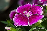 2012 05 31-MayFlowers 4458a-web