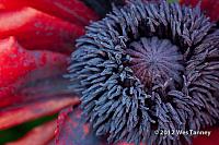 2012 05 31-MayFlowers 4469a-web