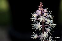 2012 05 31-MayFlowers 4490a-web