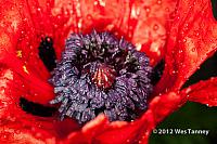 2012 06 01-MayRainFlowers 4520a-web