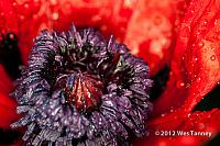 2012 06 01-MayRainFlowers 4522a-web