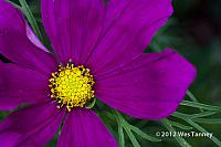 2012 06 02-BackyardFlowers 4579a-web