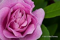 2012 06 02-BackyardFlowers 4588a-web