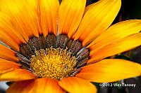 2012 06 03-KissAndPoppies 4989a-web