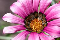 2012 06 03-KissAndPoppies 5033a-web