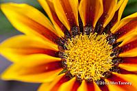 2012 06 03-KissAndPoppies 5054a-web