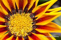 2012 06 03-KissAndPoppies 5058a-web