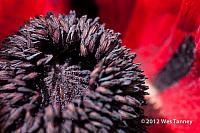 2012 06 03-KissAndPoppies 5085a-web