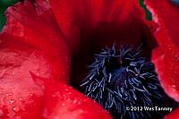 2012 06 03-WetKissAndPoppies 5205a-web