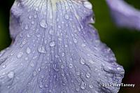 2012 06 06-AfterTheRain 5227a-web