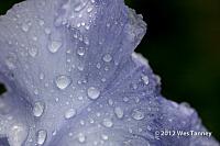 2012 06 06-AfterTheRain 5274a-web