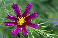 2012 06 16-BackyardFlowers 5393a-web