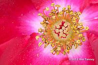 2012 06 16-BackyardFlowers 5426a-web