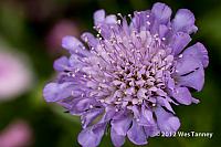 2012 06 17-BackyardFlowers 5642a-web