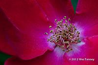 2012 06 17-BackyardFlowers 5663a-web