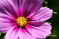 2012 06 23-MorningFlowers 5887a-web