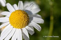 2012 06 23-MorningFlowers 5902a-web