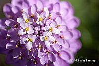 2012 06 23-MorningFlowers 5918a-web