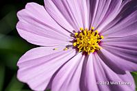 2012 06 23-MorningFlowers 5926a-web