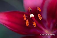 2012 06 26-BackyardFlowers 6215a-web