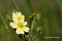 2012 06 29-Brockville 6365a-web