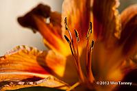 2012 06 29-Brockville 6485a-web