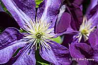 2012 06 30-Brockville 6546a-web