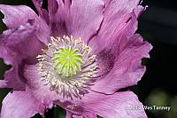 2012 06 30-Brockville 6557a-web