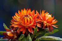 2012 07 01-MorningFlowers 6774a-web