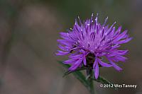 2012 07 03-HumberBay 7410a-web