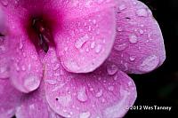 2012 07 07-RainFlowers 7891a-web