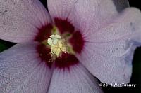 2012 07 20-EveningFlowers 8053a-web