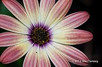 2012 07 22-AfternoonFlowers 8157a-web