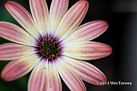 2012 07 22-AfternoonFlowers 8163a-web