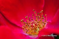 2012 07 22-AfternoonFlowers 8175a-web