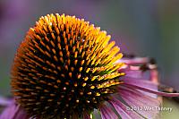 2012 07 28-EveningFlowers 8397a-web
